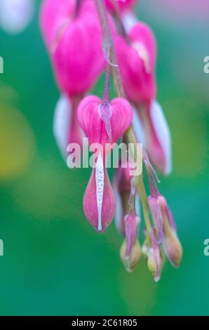 Dicentra blüht in Herzform. Blumenfoto. Stockfoto