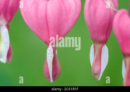 Dicentra blüht in Herzform. Blumenfoto. Stockfoto