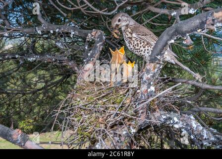 Eine Misteldrossel (Turdus viscivorus) füttert die Nestlinge mit Würmern im Nest auf einem Baum Stockfoto