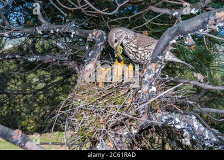 Misteldrossel (Turdus viscivorus) füttert Raupen an die Nestlinge im Nest auf einem Baum Stockfoto