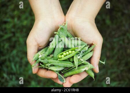 Frisch geerntete grüne Erbsen in den Händen. Nahaufnahme. Stockfoto