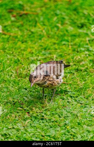 Singdrossel, (Turdus philomelos), auf grünem Grasboden Stockfoto
