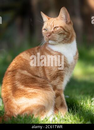 Schöne Ingwer Katze im Garten sitzen Stockfoto