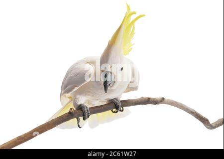 Kakadu mit Schwefelkaschentang, Cacatua galerita vor einem weißen Hintergrund. Stockfoto