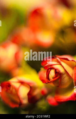 Rote rose Makroaufnahme Stockfoto