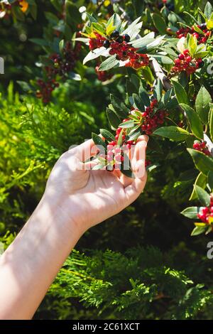 Frauenhand hält rote Beeren auf der Pflanze und sammelt reife Ernte. Helles Morgensonnenlicht im Garten. Selbst angebaute Beeren pflücken Stockfoto