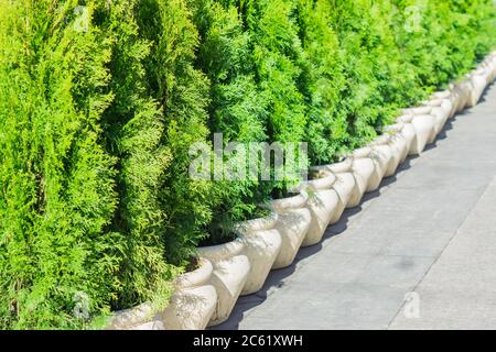 Junge Bäume der Zypresse auf der Straße vergossen. Einrichtung des Stadtparks Stockfoto
