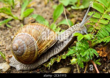 Große Schnecke Nahaufnahme Foto im grünen Gras, das versucht, irgendwo zu bekommen. Stockfoto