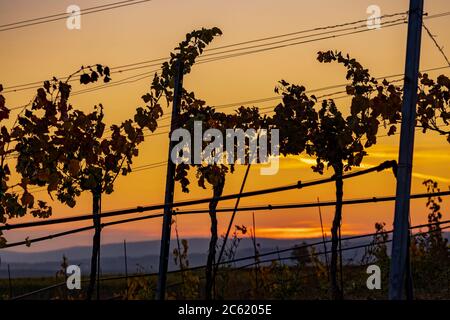 Weinberg bei Unterretzbach im Weinviertel, Oberösterreich Stockfoto