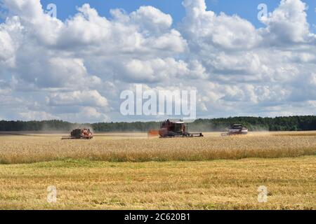 NARO-FOMINSK, RUSSLAND - 31. JUL 2016: Ernte von Weizen. Kombinieren Harvester in landwirtschaftlichen Feldern. Russland ist der erste im Export von Weizen in der w Stockfoto