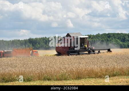 NARO-FOMINSK, RUSSLAND - 31. JUL 2016: Ernte von Weizen. Kombinieren Harvester in landwirtschaftlichen Feldern. Russland ist der erste im Export von Weizen in der w Stockfoto