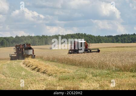 NARO-FOMINSK, RUSSLAND - 31. JUL 2016: Ernte von Weizen. Kombinieren Harvester in landwirtschaftlichen Feldern. Russland ist der erste im Export von Weizen in der w Stockfoto