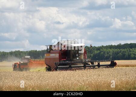 NARO-FOMINSK, RUSSLAND - 31. JUL 2016: Ernte von Weizen. Kombinieren Harvester in landwirtschaftlichen Feldern. Russland ist der erste im Export von Weizen in der w Stockfoto