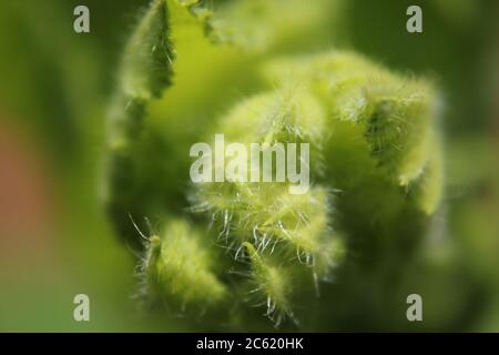 Garten Kürbis Rebe und Blätter. Stockfoto