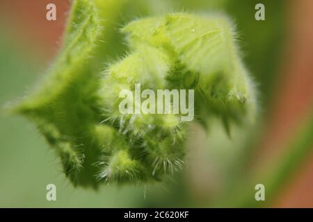 Garten Kürbis Rebe und Blätter. Stockfoto