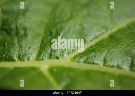 Garten Kürbis Rebe und Blätter. Stockfoto