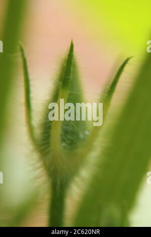 Garten Kürbis Rebe und Blätter. Stockfoto