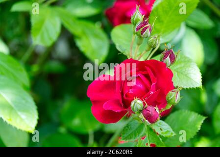 Rosenbusch in Blüte im natürlichen Garten. Stockfoto