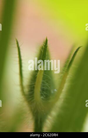 Garten Kürbis Rebe und Blätter. Stockfoto