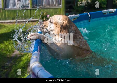 Hund Labrador steht im Rahmen Pool Stockfoto