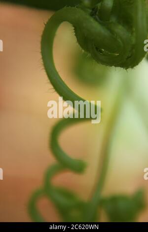 Garten Kürbis Rebe und Blätter. Stockfoto