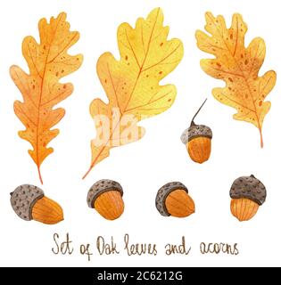 Aquarell-Set aus Herbsteichen und Eicheln. Stockfoto
