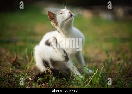Weiße Katzenpfote kratzt hinter dem Ohr. Flöhe und Zecken in Haustieren. Kitty sitzt auf dem Gras am Abend Stockfoto