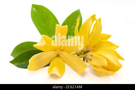 Magnolia champaca Blume auf weißem Hintergrund Stockfoto