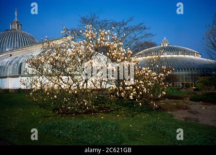 Glasgow Scotland Botanical Gardens Kibble Palace Magnolia Tree Stockfoto