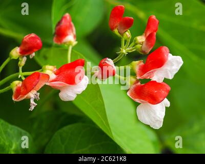 Hübsche rote und weiße Blüten auf einer Zwergbohnenpflanze Hestia Stockfoto