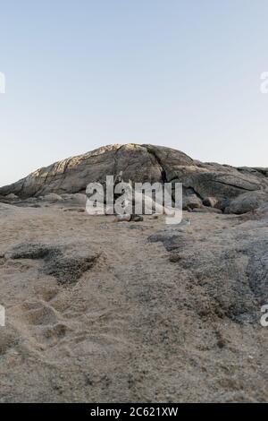 Trockener Stamm in der Mitte des Sandes. Stockfoto