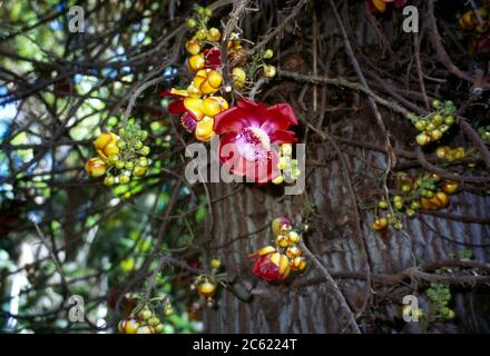 Couroupita Guianesis Kitcheners Island Botanical Gardens Assuan Ägypten Stockfoto