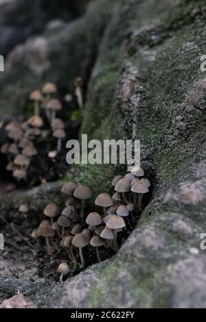 Große Familie von kleinen braunen Pilzen Nahaufnahme. Stockfoto