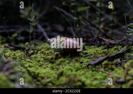 Acorn auf dem Moosboden Nahaufnahme. Stockfoto