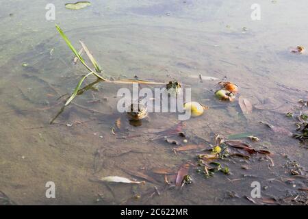 Zwei Frösche in einem See. Ein Frosch schaut direkt auf die Kamera, der andere ist nach hinten gerichtet. Um sie herum fallen Äpfel. Stockfoto