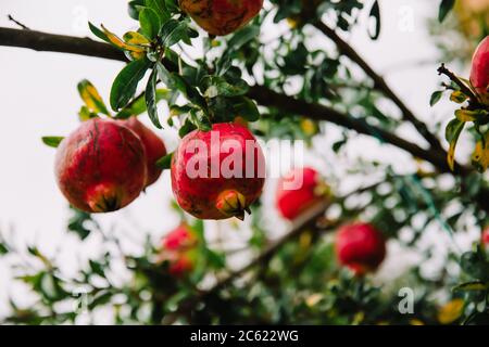 Nahaufnahme von roten reifen Granatäpfeln auf Baum zur Erntezeit, Bolu, Türkei Stockfoto