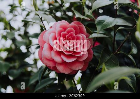 Nahaufnahme einer rosa japanischen Kamelienblume mit grünen Blättern Stockfoto