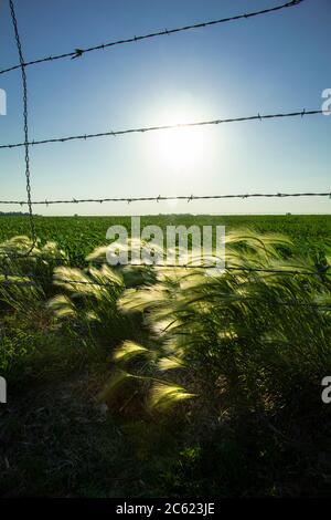 Hohes Gras am Rande der Farm weht in den Wind mit Stacheldraht. Stockfoto