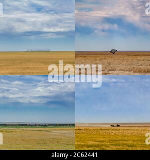 Vier Kansas Corn Field Fotos zu einer Quad Montage zusammengebaut, Kansas USA Stockfoto