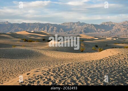 Sonnenuntergang in Mesquite flache Sanddünen im Death Valley, Kalifornien. Fußspuren im Sand, Mesquite-Bäume und braune Wüstenberge im Hintergrund. Stockfoto