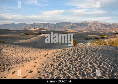 Sonnenuntergang in Mesquite flache Sanddünen im Death Valley National Park. Fußspuren im Sand, Mesquite-Bäume und braune Wüstenberge im Hintergrund. Stockfoto