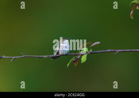 Weibliche Ruby-throated hummingbird in Nordwisconsin. Stockfoto