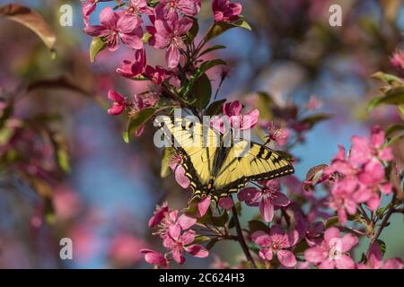 Osttiger Schwalbenschwanz, der den Nektar von einem blühenden Krabbenbaum findet. Stockfoto