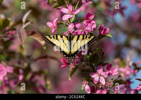 Osttiger Schwalbenschwanz, der den Nektar von einem blühenden Krabbenbaum findet. Stockfoto