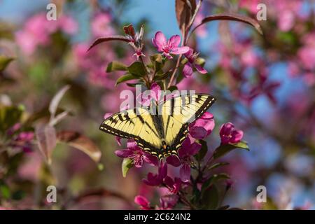 Osttiger Schwalbenschwanz, der den Nektar von einem blühenden Krabbenbaum findet. Stockfoto