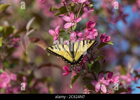 Osttiger Schwalbenschwanz, der den Nektar von einem blühenden Krabbenbaum findet. Stockfoto