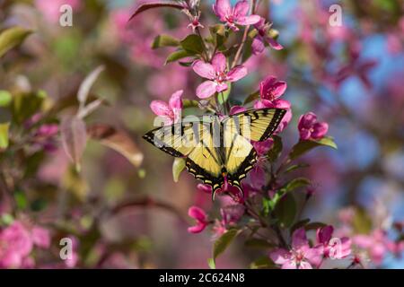 Osttiger Schwalbenschwanz, der den Nektar von einem blühenden Krabbenbaum findet. Stockfoto