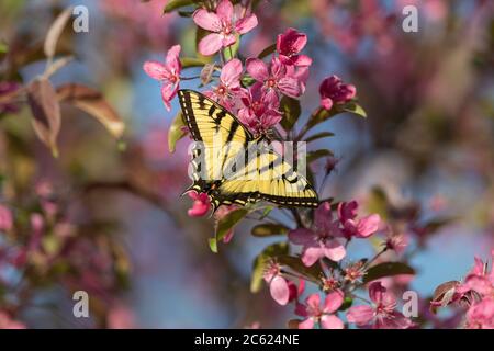 Osttiger Schwalbenschwanz, der den Nektar von einem blühenden Krabbenbaum findet. Stockfoto