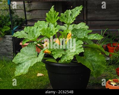 Zucchini Pflanze, Sorte Midnight, wächst in einem schwarzen Kunststoff-Container Stockfoto