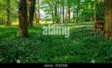 Bärlauch im Wald entlang einer alten Karrenbahn in der Nähe von Petersfield, Hampshire, Großbritannien Stockfoto